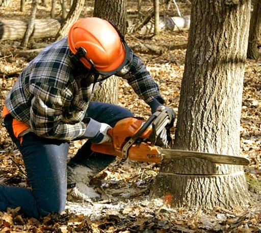 Tree Removal in Clarksville, NY